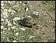 albanie_371.jpg