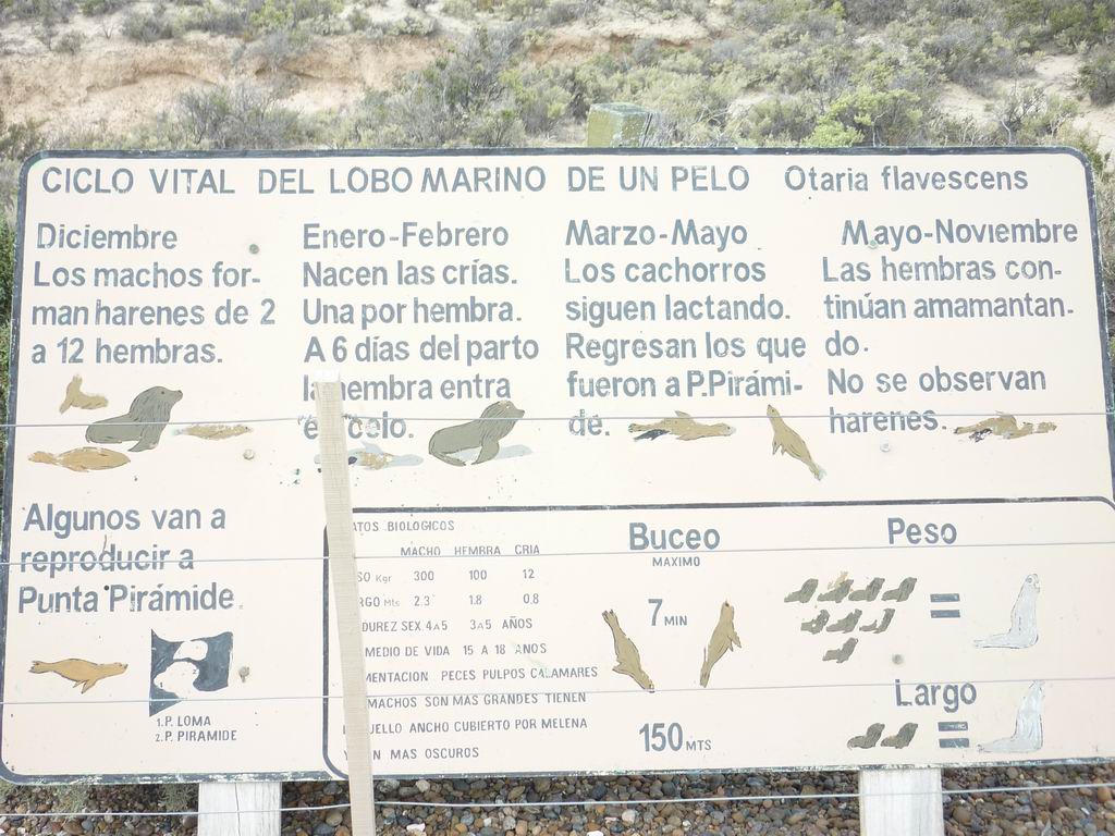 argentine_216.jpg