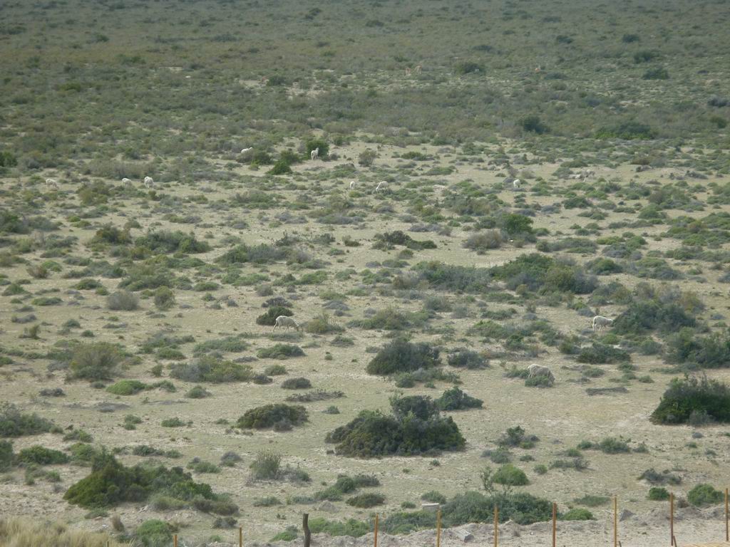 argentine_248.jpg