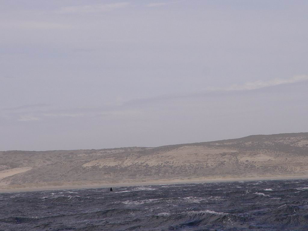 argentine_278.jpg