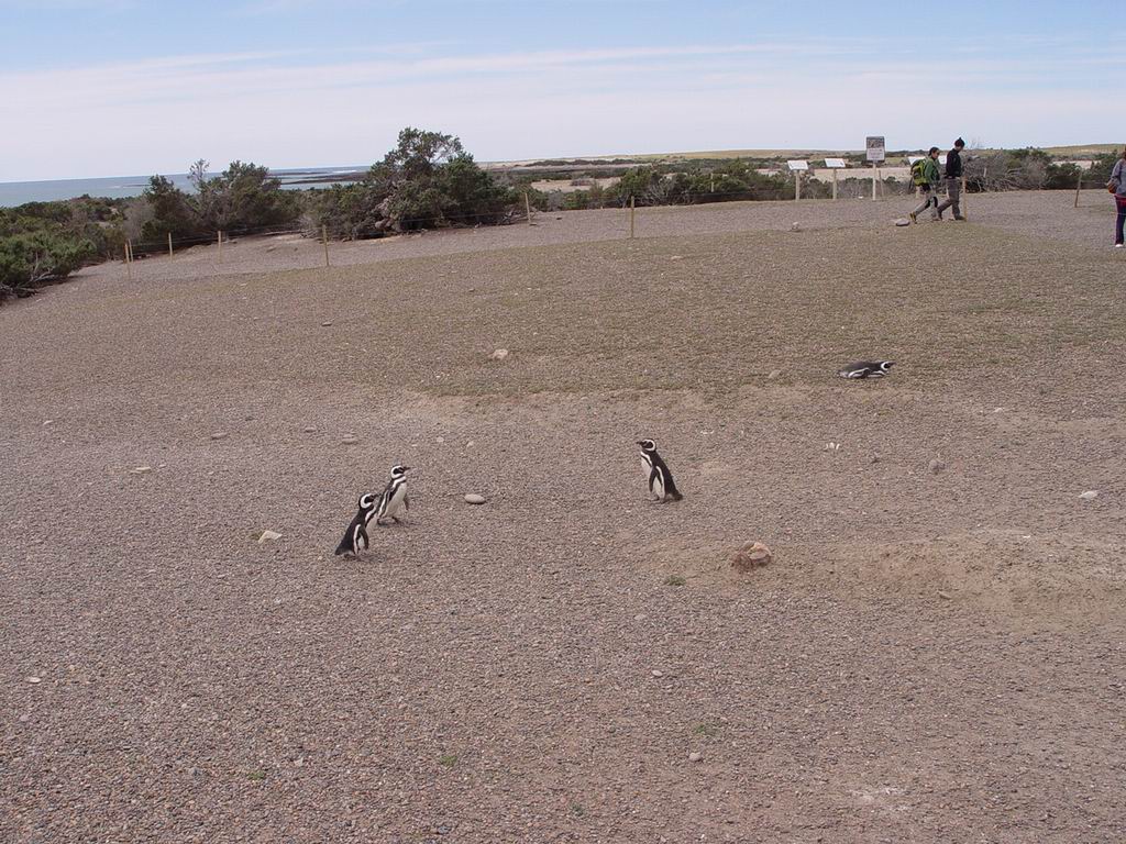 argentine_369.jpg