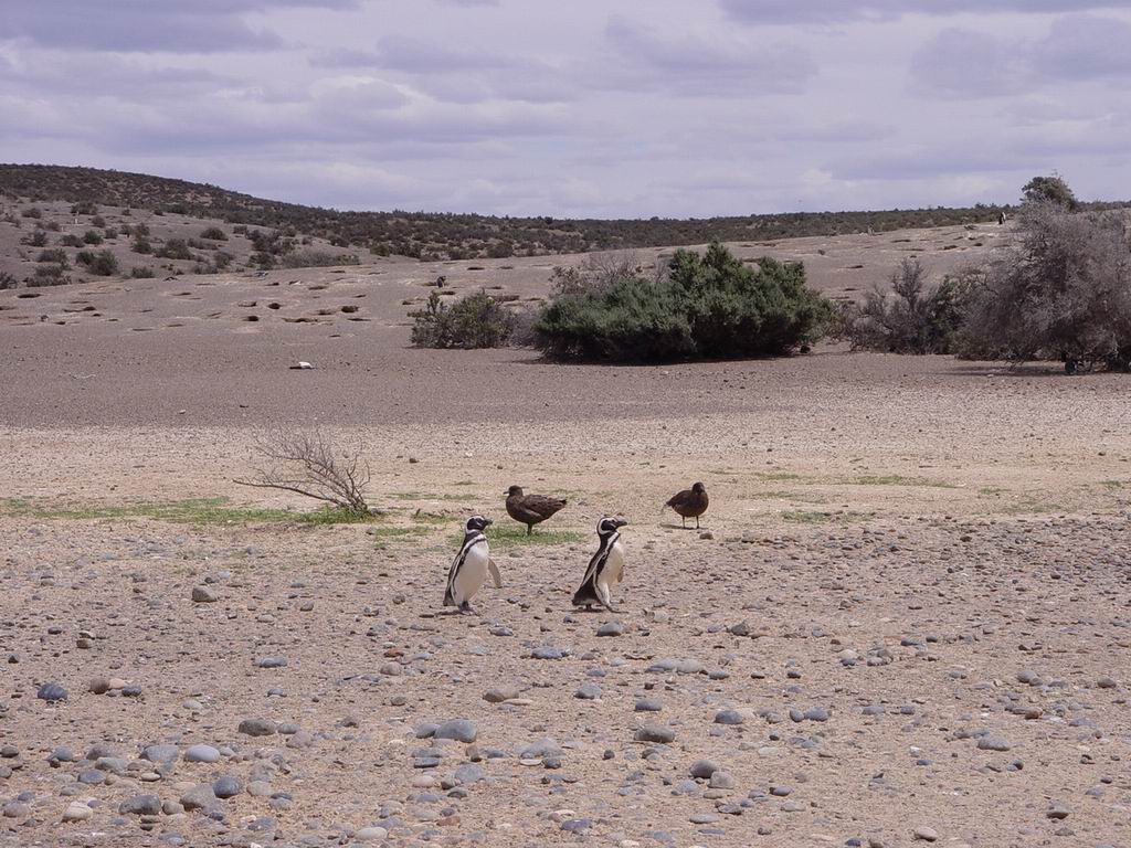 argentine_374.jpg