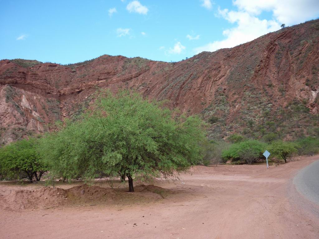 argentine_534.jpg