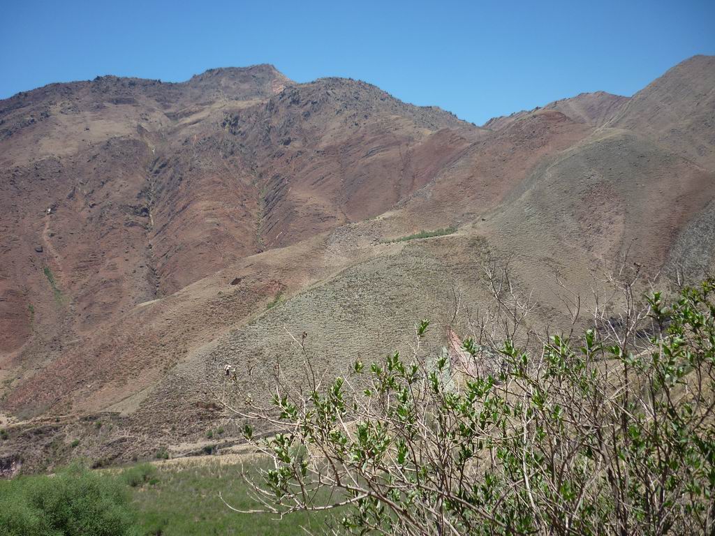 argentine_778.jpg