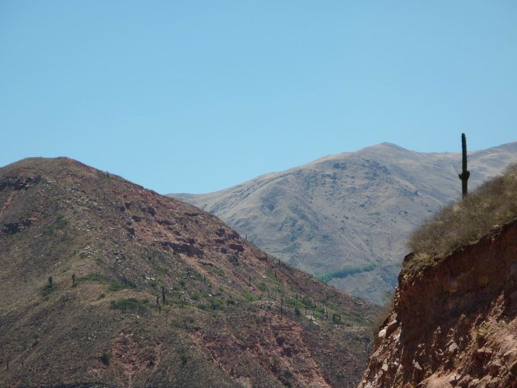 argentine_795.jpg