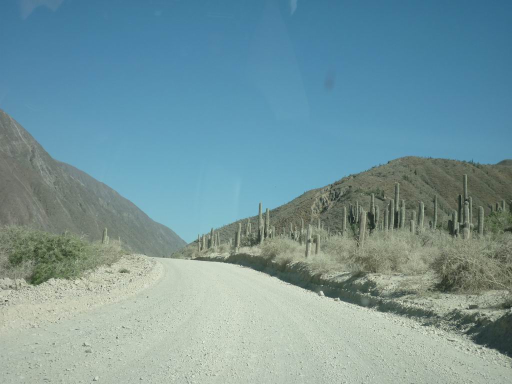 argentine_815.jpg