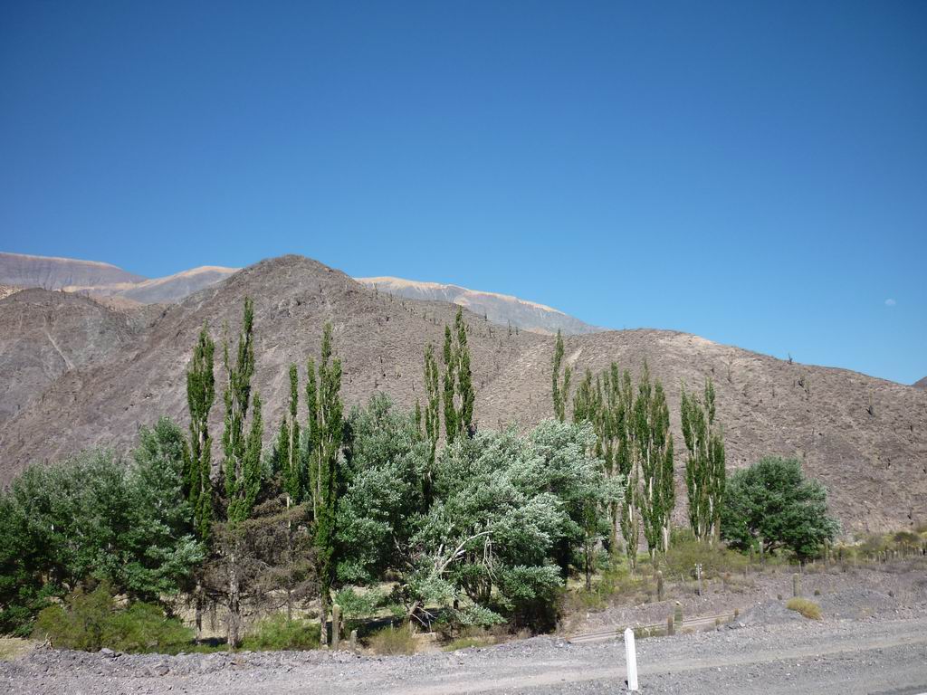 argentine_820.jpg