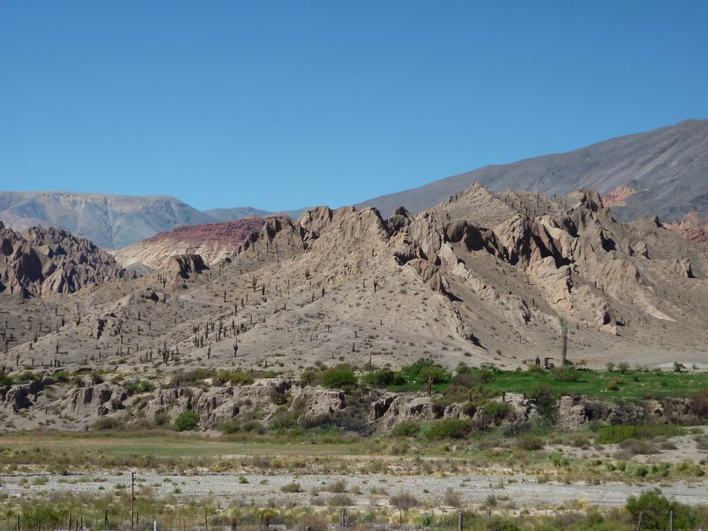 argentine_826.jpg