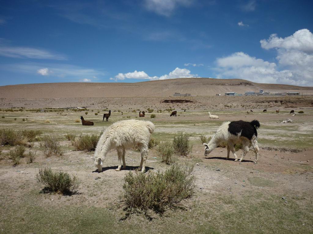 argentine_856.jpg