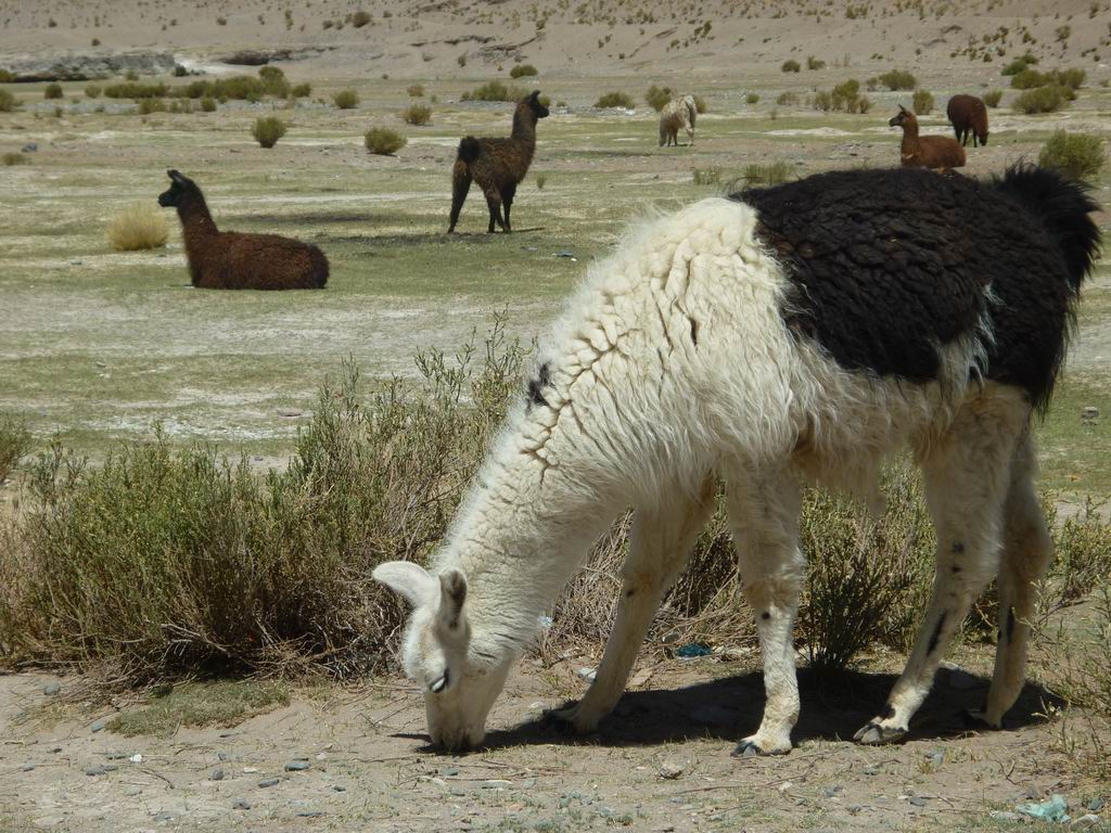 argentine_858.jpg