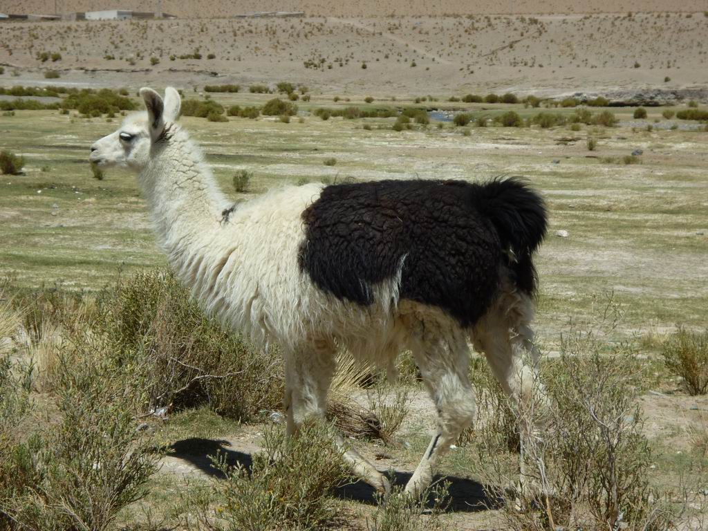 argentine_860.jpg