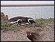 argentine_327.jpg