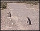 argentine_355.jpg