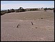argentine_369.jpg