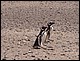 argentine_376.jpg