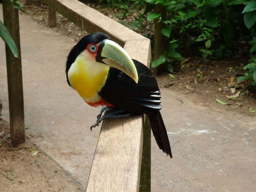 bresil_0210.jpg