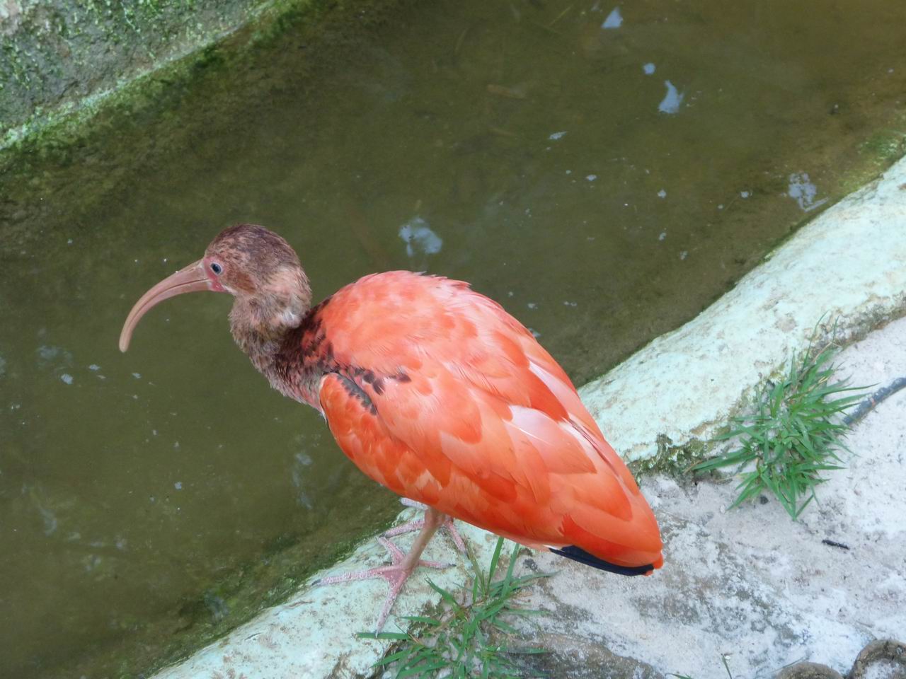 bresil_647.jpg