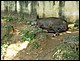 bresil_644.jpg
