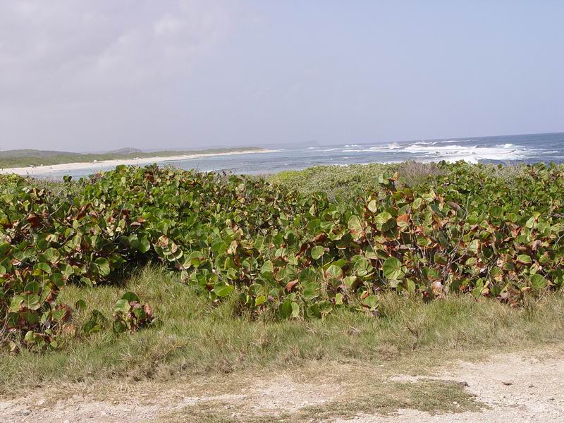 guadeloupe026.jpg