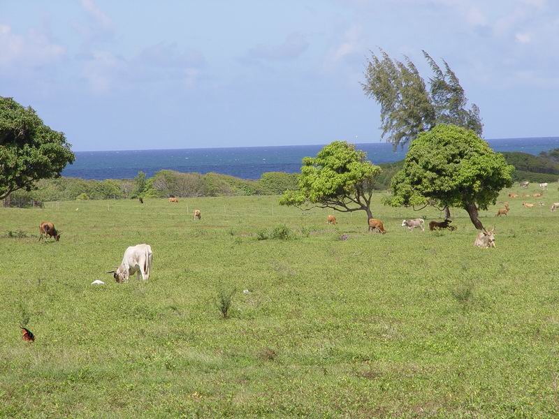 guadeloupe192.jpg