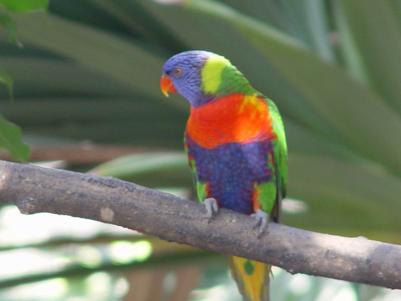 guadeloupe220.jpg