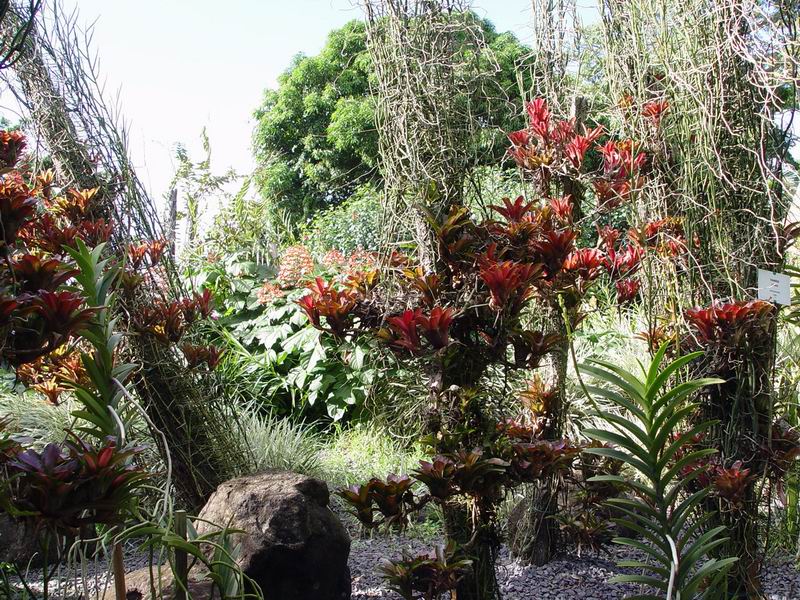 guadeloupe227.jpg