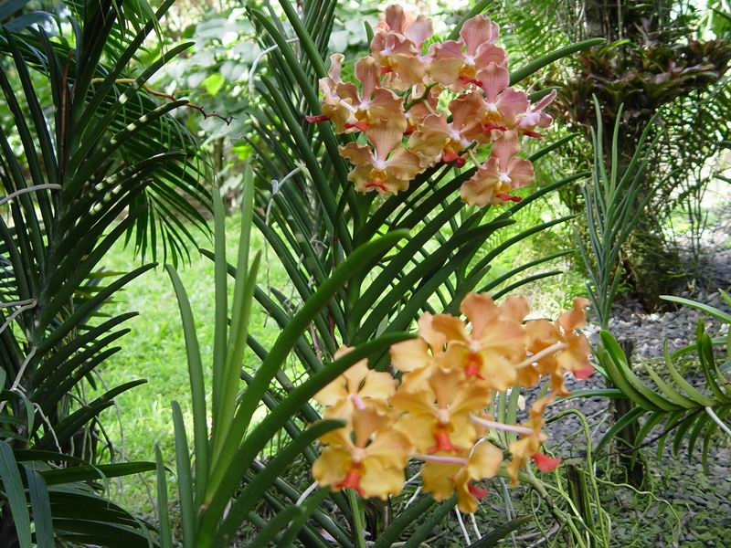 guadeloupe230.jpg