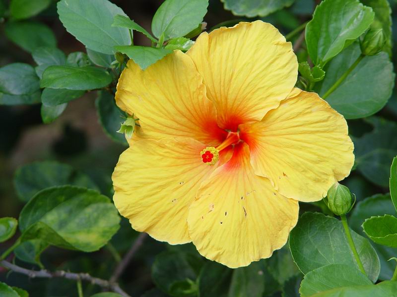 guadeloupe234.jpg