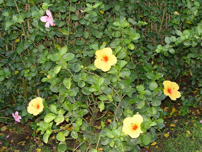 guadeloupe235.jpg