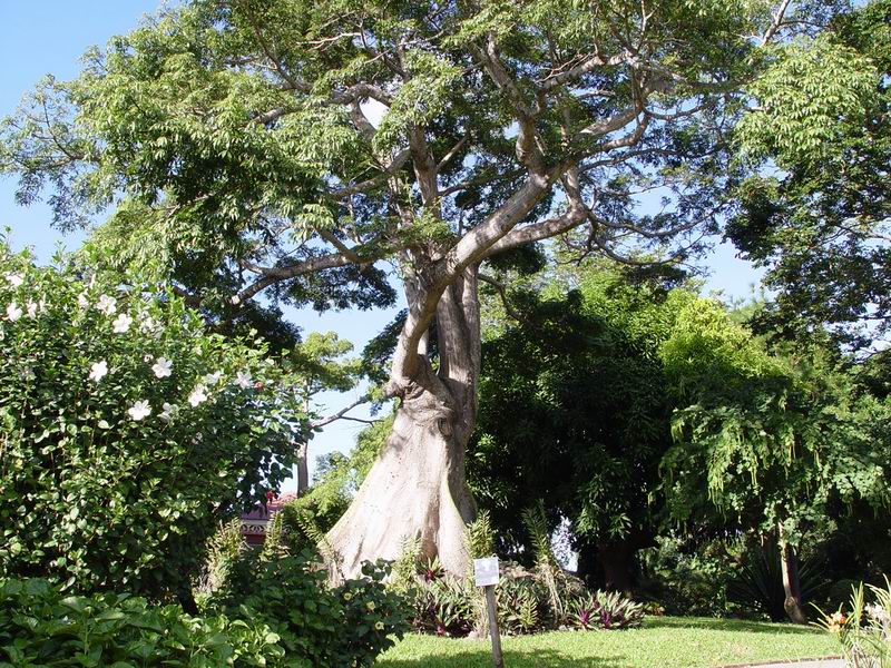 guadeloupe236.jpg