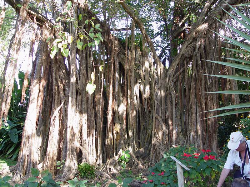 guadeloupe239.jpg