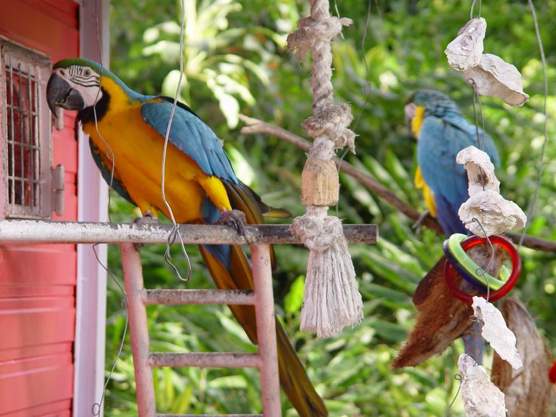 guadeloupe250.jpg