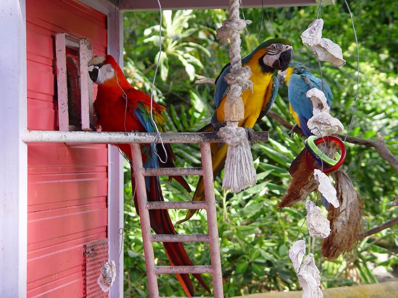 guadeloupe251.jpg