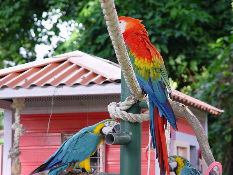 guadeloupe254.jpg