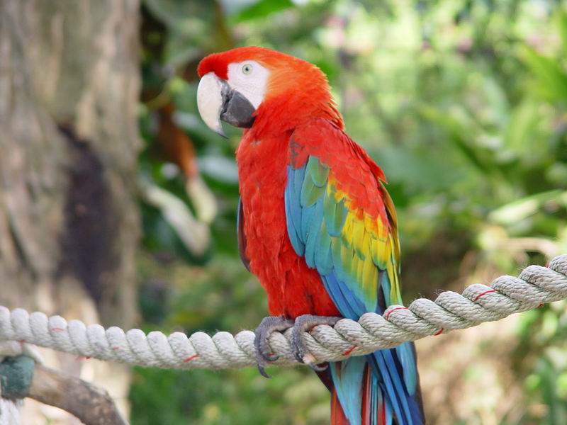 guadeloupe255.jpg