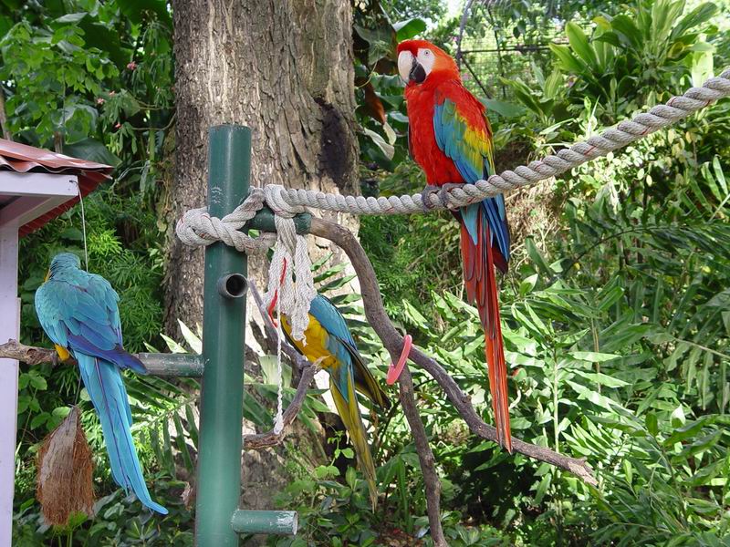 guadeloupe256.jpg