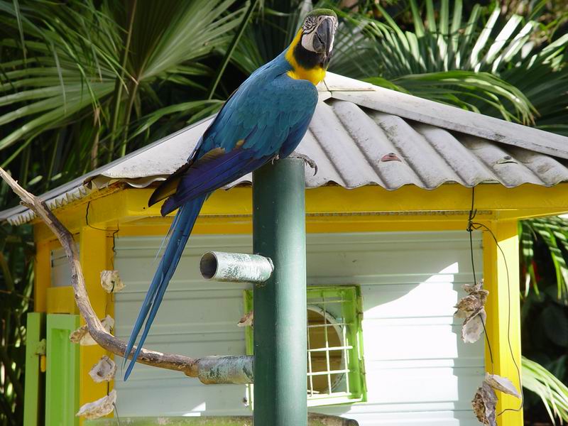 guadeloupe257.jpg