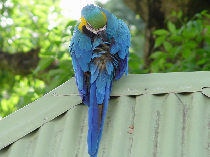 guadeloupe259.jpg