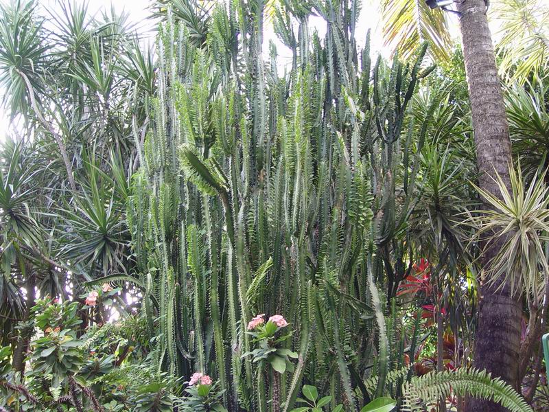 guadeloupe265.jpg