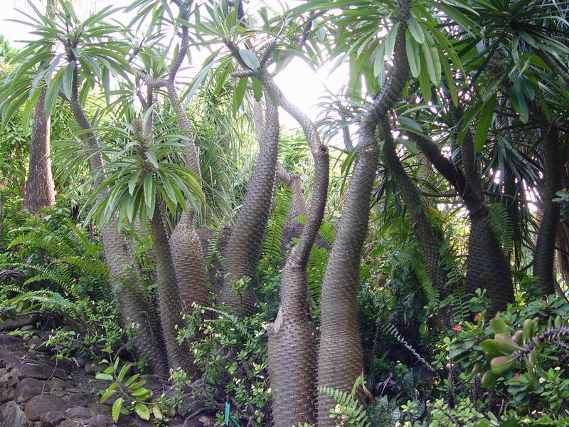guadeloupe266.jpg