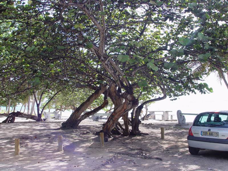 guadeloupe294.jpg