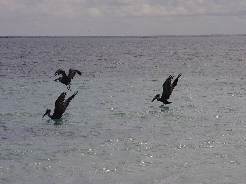 guadeloupe766.jpg