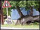 guadeloupe313.jpg