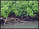 guadeloupe467.jpg