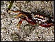 guadeloupe487.jpg