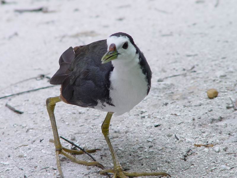 maldives246.jpg