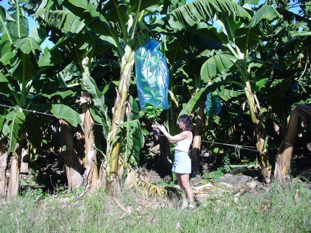 martinique036.jpg