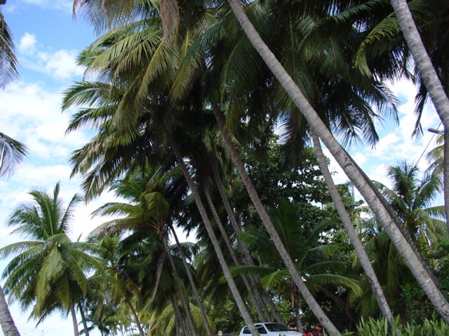 martinique048.jpg