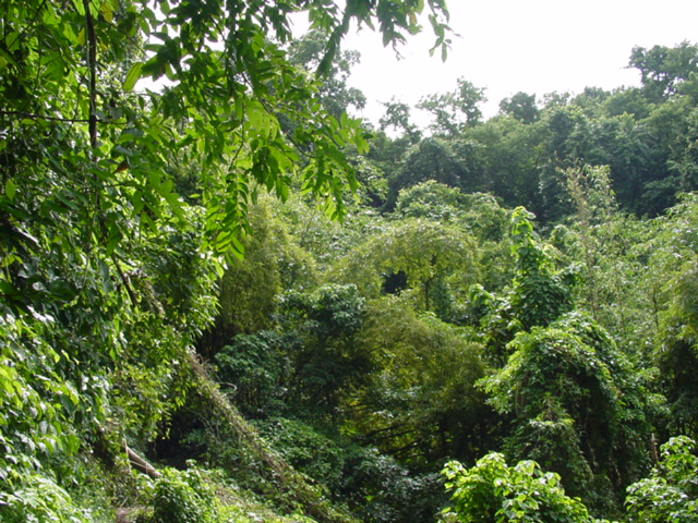 martinique058.jpg