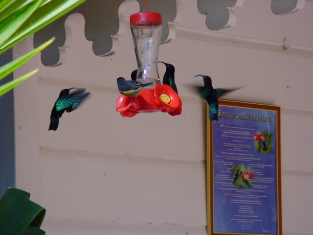 martinique097.jpg